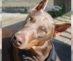 Small Photo #1 Doberman Pinscher Puppy For Sale in POMEROY, OH, USA