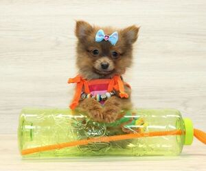 Pomeranian Puppy for sale in LAS VEGAS, NV, USA