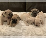 Small Photo #2 French Bulldog Puppy For Sale in KING, NC, USA