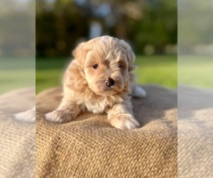 Maltipoo Puppy for sale in SAVANNAH, GA, USA