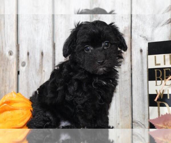 Medium Photo #2 Maltipoo Puppy For Sale in MOUNT VERNON, OH, USA