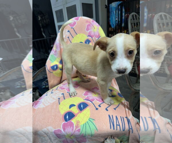 Medium Photo #3 Australian Shepherd-Unknown Mix Puppy For Sale in Ball Ground, GA, USA