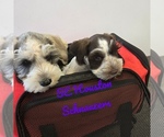 Small Photo #13 Schnauzer (Miniature) Puppy For Sale in HOUSTON, TX, USA