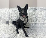 Small #4 German Shepherd Dog Mix