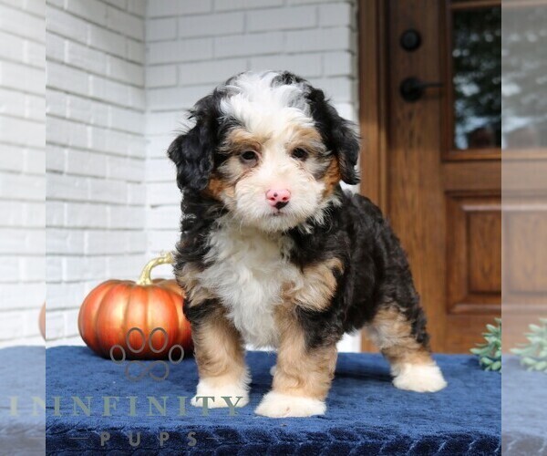 Medium Photo #1 Bernedoodle (Miniature) Puppy For Sale in LANCASTER, PA, USA