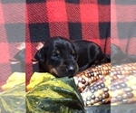 Small Photo #13 Doberman Pinscher Puppy For Sale in WESTON, WI, USA