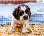 Puppy Bonnie Cocker Spaniel