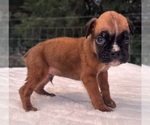 Small #4 Boxer