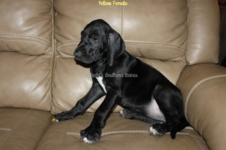 Great Dane Puppy for sale in LAKE PARK, GA, USA