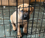 Small Photo #27 Boerboel-Cane Corso Mix Puppy For Sale in MARION, OH, USA