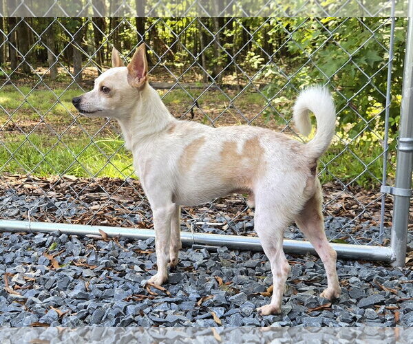Medium Photo #2 Chihuahua-Unknown Mix Puppy For Sale in Albemarle, NC, USA