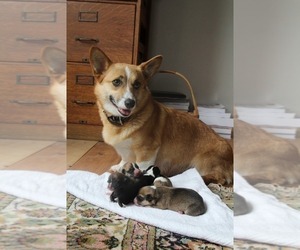 Mother of the Pembroke Welsh Corgi puppies born on 07/05/2023