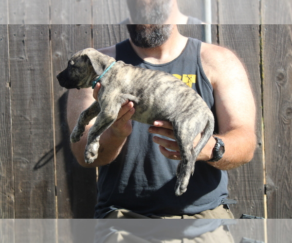 Medium Photo #4 Presa Canario Puppy For Sale in OAKLEY, CA, USA