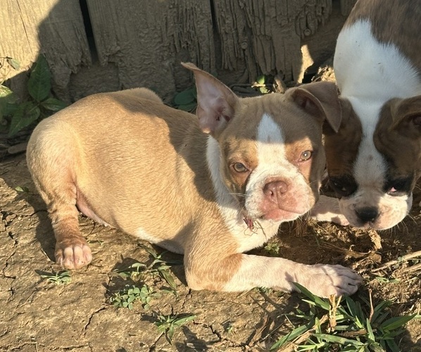 Medium Photo #1 Boston Terrier Puppy For Sale in BARDSTOWN, KY, USA