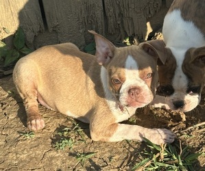 Boston Terrier Puppy for sale in BARDSTOWN, KY, USA