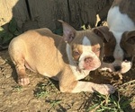 Small Boston Terrier
