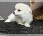 Puppy Little Bear Pomsky