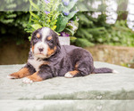 Puppy Penny Bernese Mountain Dog