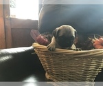 Small Photo #5 Pug Puppy For Sale in DAYTON, VA, USA