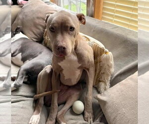 Priscilla (GA) a/k/a Prissy - Female Mutt Dog for Adoption - Photo #37