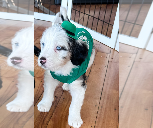 Medium Photo #14 Australian Shepherd-Bernedoodle Mix Puppy For Sale in MELROSE, NY, USA