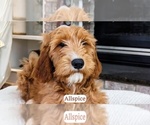 Puppy Allspice Goldendoodle