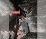 Small Photo #18 Cane Corso Puppy For Sale in COLUMBIA, SC, USA