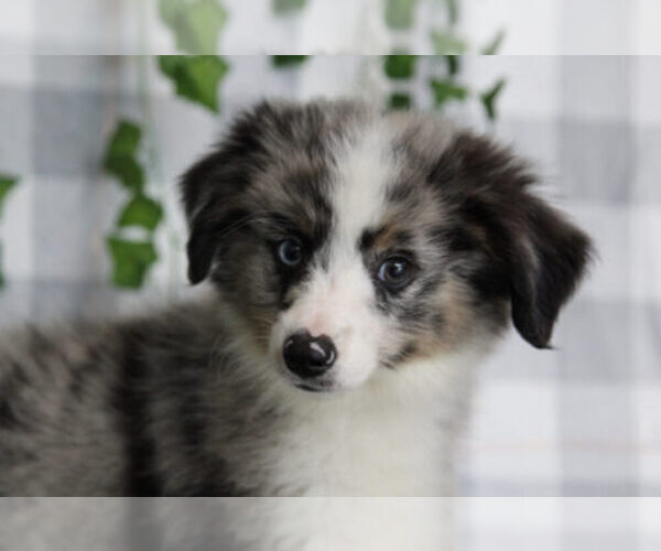 Medium Photo #2 Miniature American Shepherd Puppy For Sale in MARIETTA, GA, USA