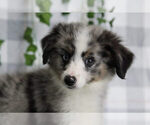 Mini Aussie - Male Miniature American Shepherd Puppy for Sale - Photo #2