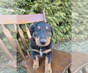 English Shepherd Puppy for sale in MIDDLETOWN, PA, USA