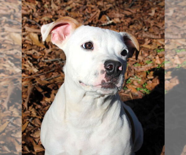 Medium Photo #4 American Pit Bull Terrier-Bulldog Mix Puppy For Sale in Milner, GA, USA