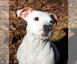Small #3 American Pit Bull Terrier-Bulldog Mix