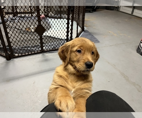 Medium Photo #2 Golden Retriever Puppy For Sale in JACKSONVILLE, FL, USA