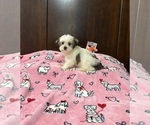 Small Morkie
