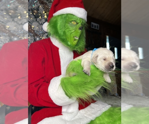 Medium Photo #3 Golden Retriever Puppy For Sale in NEOLA, WV, USA