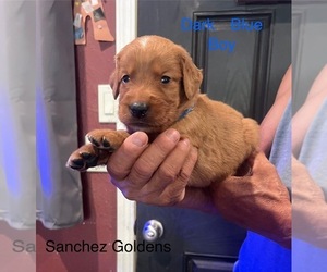 Medium Golden Retriever
