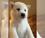 Small #8 Shiba Inu