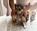 Small American French Bull Terrier-German Shepherd Dog Mix