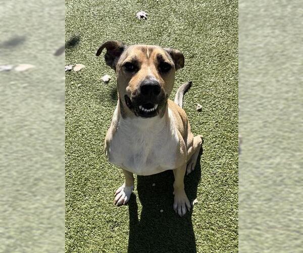 Medium Photo #1 Anatolian Shepherd-Labrador Retriever Mix Puppy For Sale in Newton, NC, USA