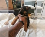 Puppy Green German Shepherd Dog
