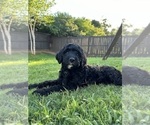 Puppy Lord Benedict Bernedoodle