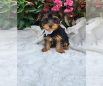 Small #6 Yorkshire Terrier