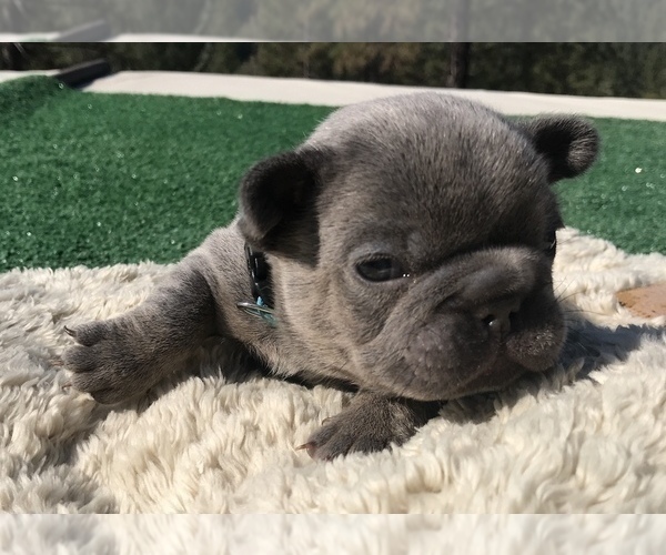 Medium Photo #40 French Bulldog Puppy For Sale in PLACERVILLE, CA, USA