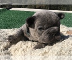 Small Photo #40 French Bulldog Puppy For Sale in PLACERVILLE, CA, USA