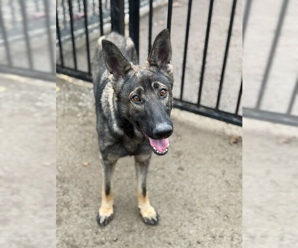 Medium Photo #1 German Shepherd Dog-Unknown Mix Puppy For Sale in Riverside, CA, USA