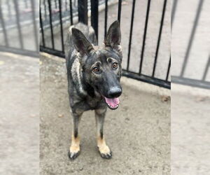 German Shepherd Dog-Unknown Mix Dogs for adoption in Riverside, CA, USA