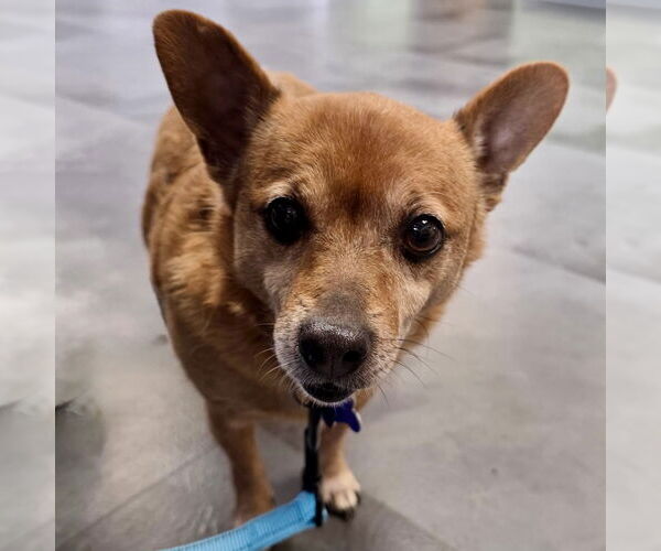 Medium Photo #2 Chiweenie Puppy For Sale in Batavia, OH, USA