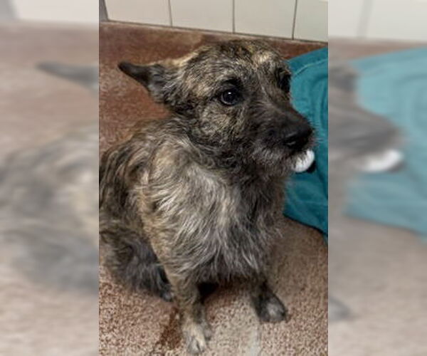 Medium Photo #1 Mutt Puppy For Sale in Salinas, CA, USA