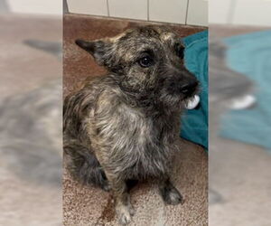 Mutt Dogs for adoption in Salinas, CA, USA