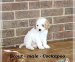 Small #2 Cock-A-Poo